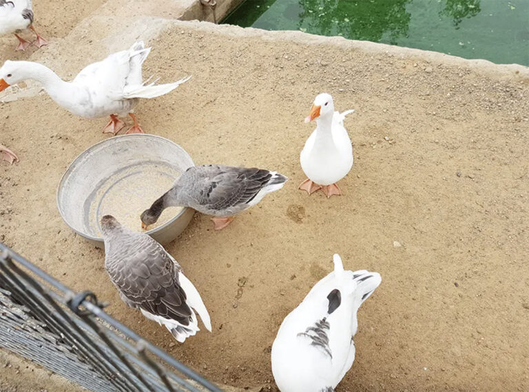 ferme can sala 1 768x570