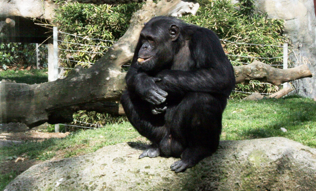 ou voir des animaux à Barcelone