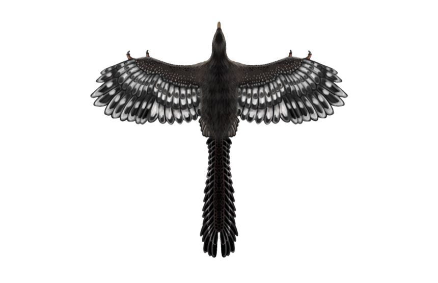 Atelier d'illustration scientifique barcelone