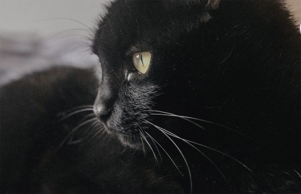 lecture de contes au monaste?re de pedralbes barcelone