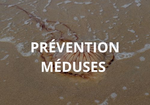 prevention meduses barcelone