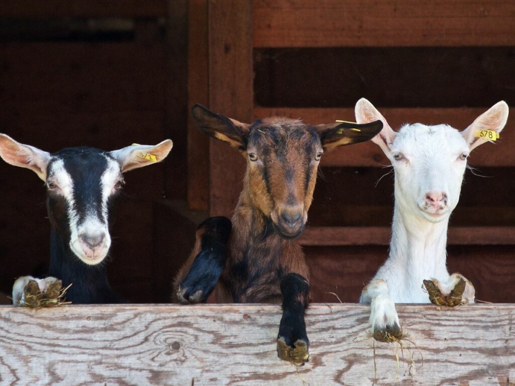 fermes et animaux barcelone