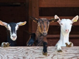 fermes et animaux barcelone