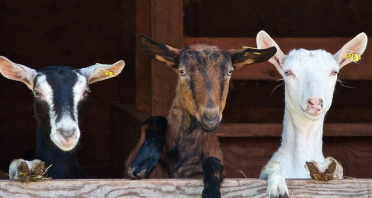 fermes et animaux barcelone