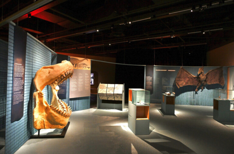 Animales Invisibles 1 768x506