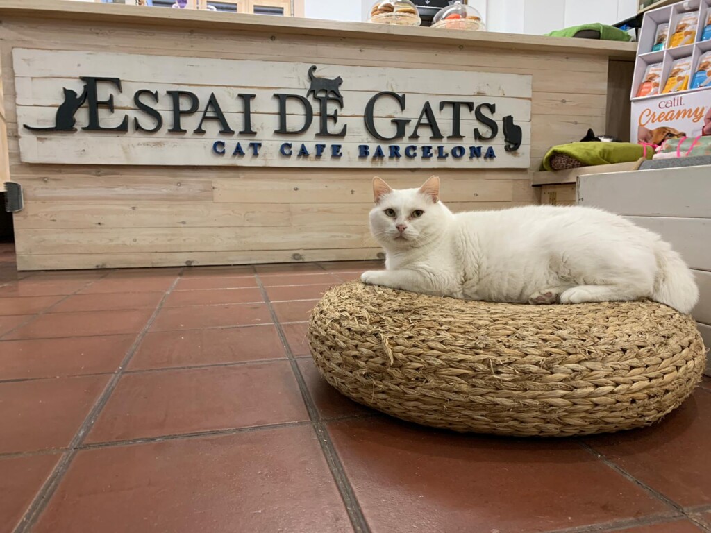 Espai DeGats - Cat Café 